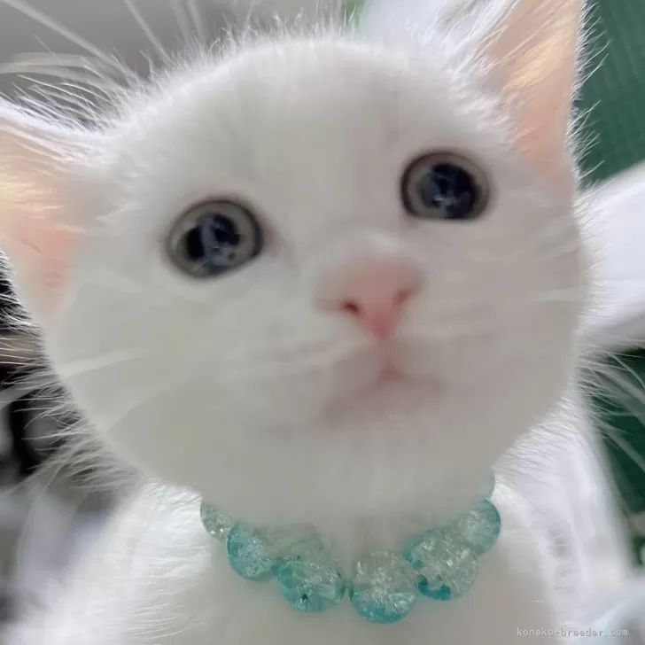 ID:2312-02657の子猫