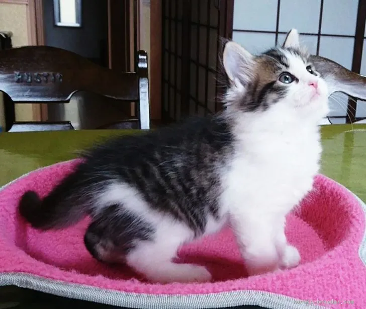 たのひパパ 様のお迎えした子猫