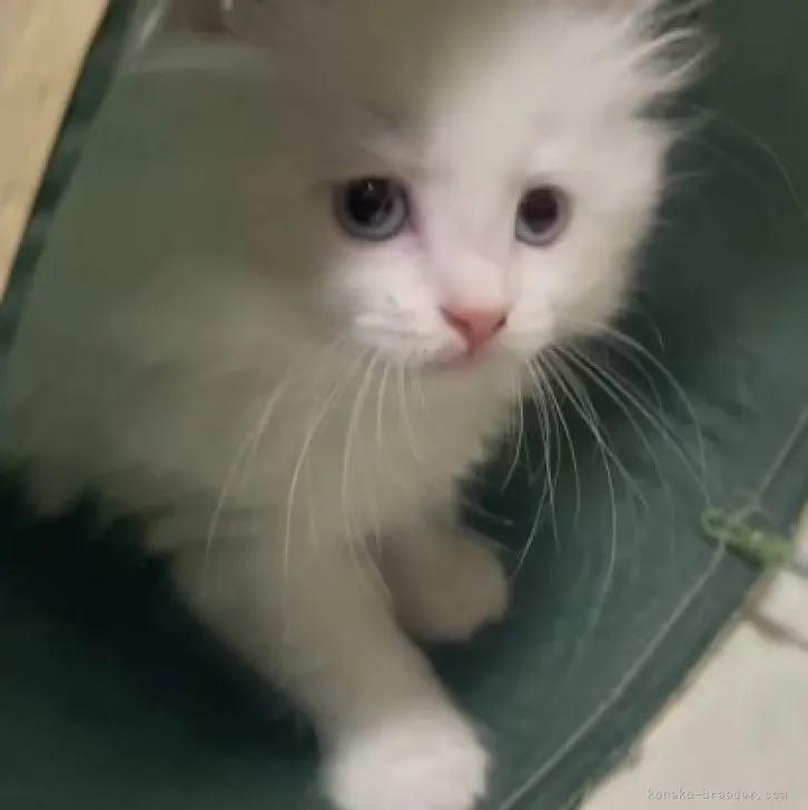 ID：2307-02775の子猫
