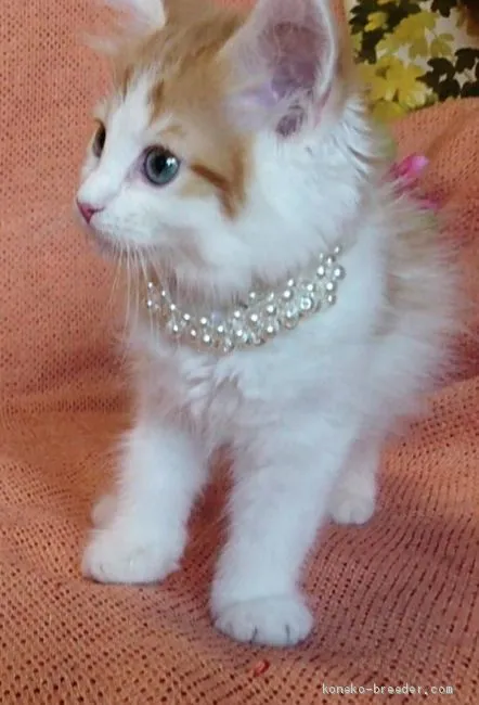 ID：1907-01513の子猫