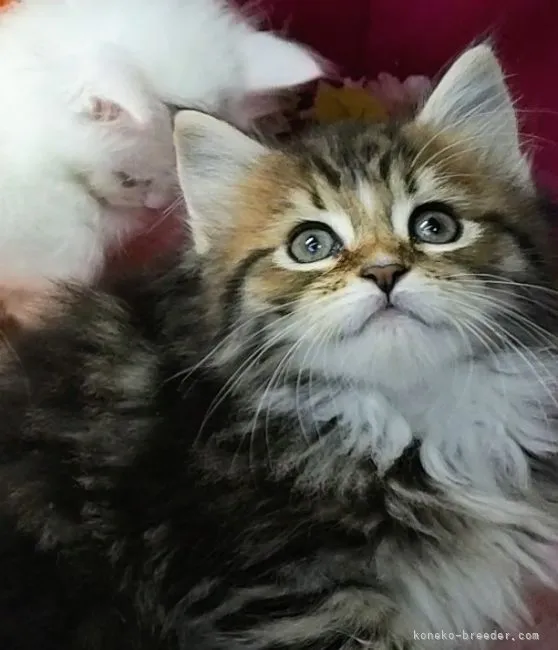 ID：2205-02679の子猫