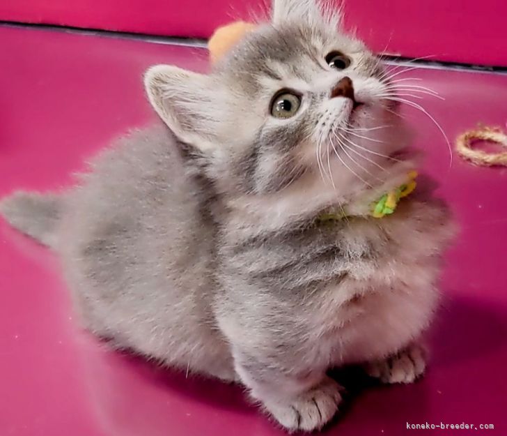 H.Ｉ 様のお迎えした子猫
