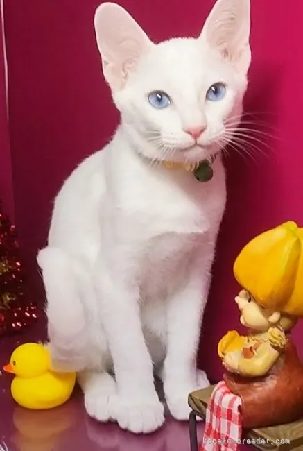 ID：2211-00306の子猫