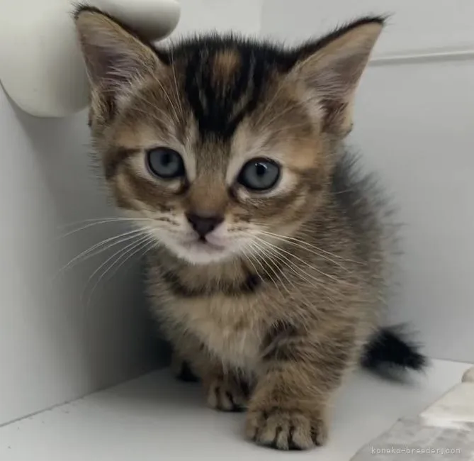 ジャビママ 様のお迎えした子猫