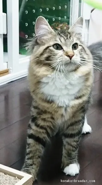 ID：1909-01762の子猫