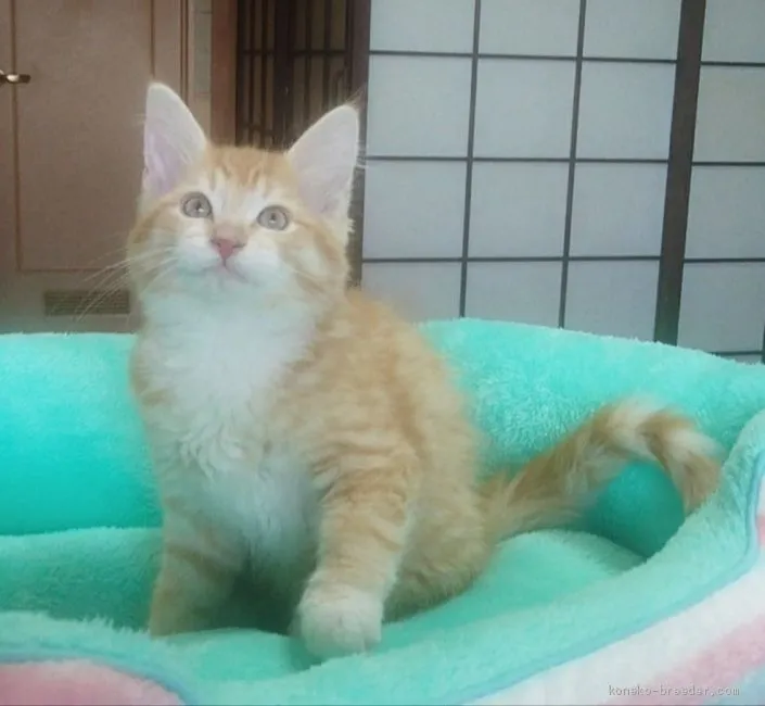 ID：1903-01044の子猫