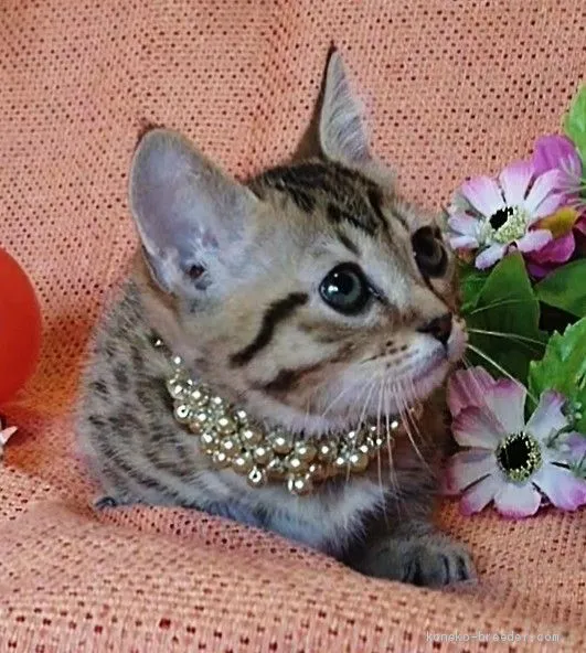 ルナ 様のお迎えした子猫