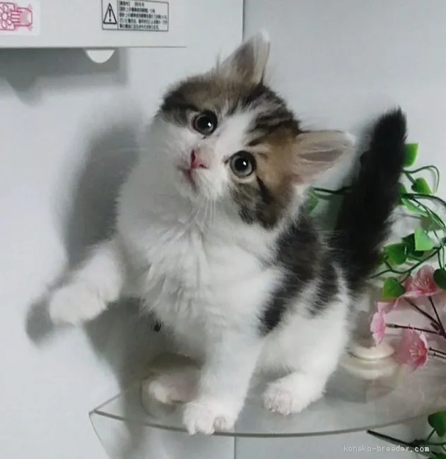 ID：2004-01570の子猫
