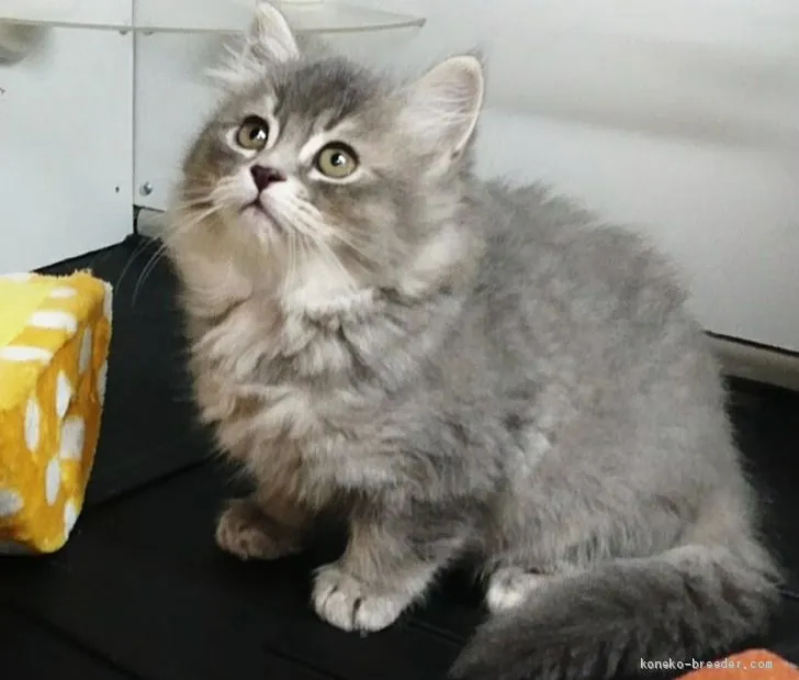 YS 様のお迎えした子猫