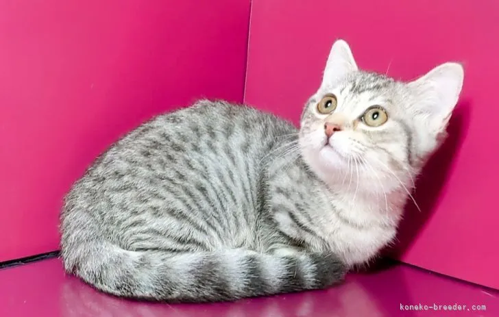 macky 様のお迎えした子猫