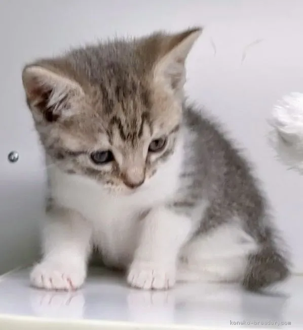 J.N 様のお迎えした子猫