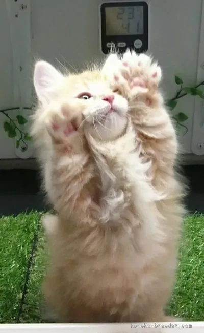 ID：2005-01195の子猫