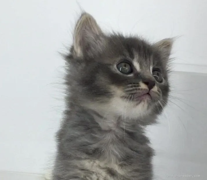 ID：2007-01742の子猫