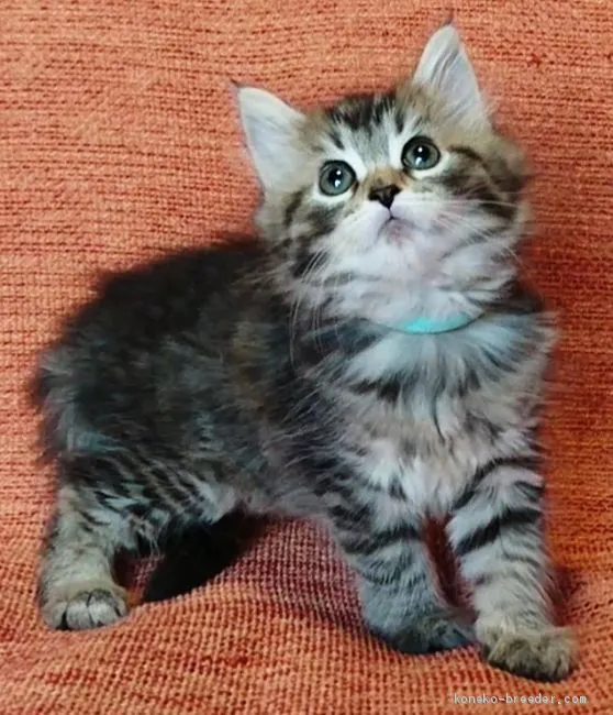 ID：1909-01757の子猫