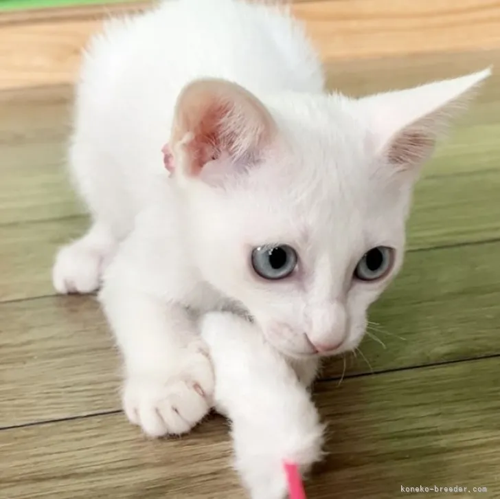 ID：2304-00453の子猫