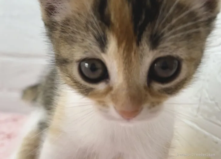 ID：2205-02632の子猫