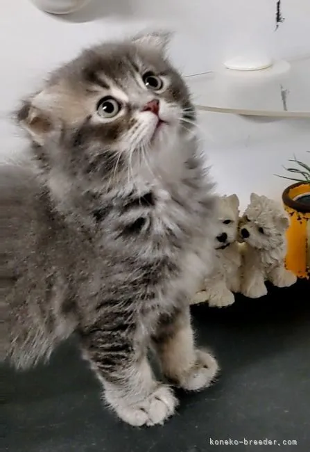 ID：2104-02656の子猫