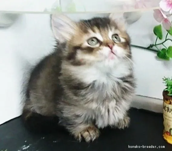 トト 様のお迎えした子猫