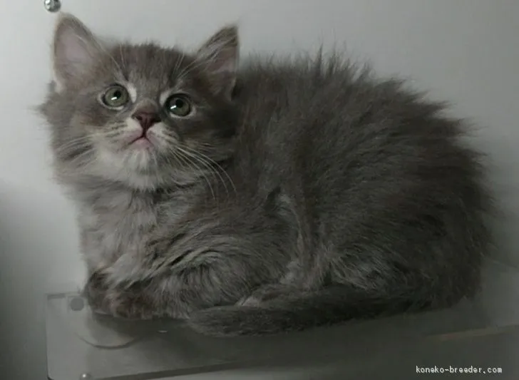 ID:2003-01913の子猫