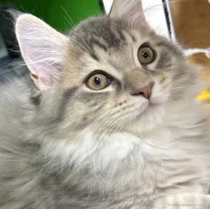 ID：2310-02168の子猫