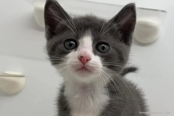 S 様のお迎えした子猫