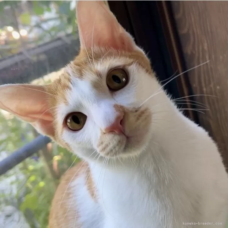 ID：2405-01368の子猫