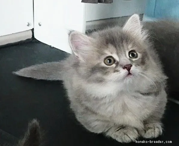 ID：2008-00630の子猫