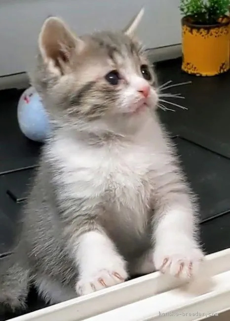 ID：2103-00178の子猫
