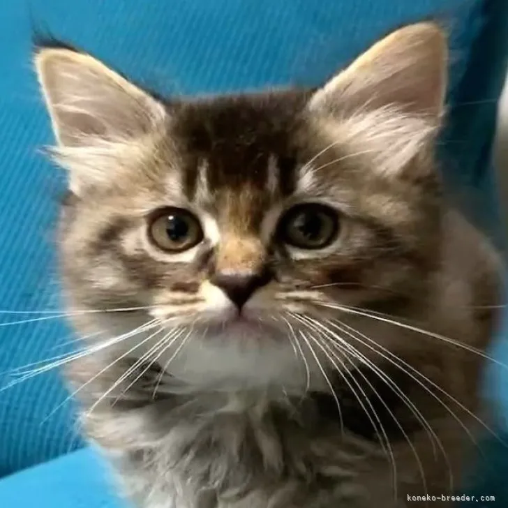 ID:2311-01052の子猫