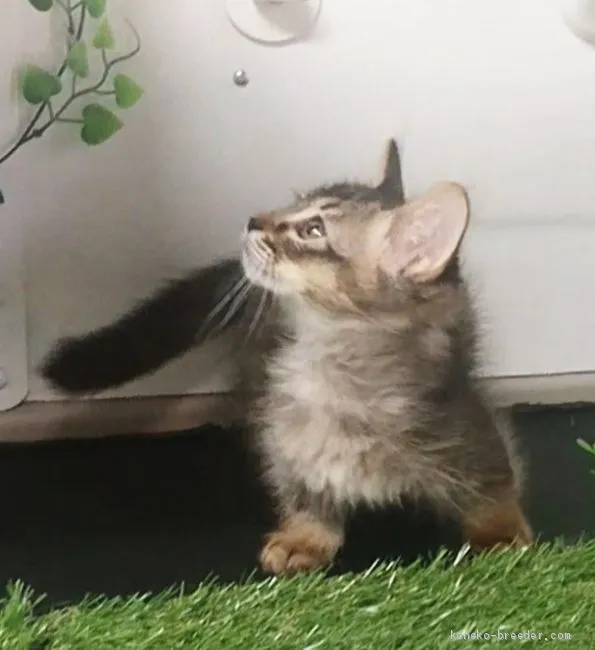 サクラ 様のお迎えした子猫