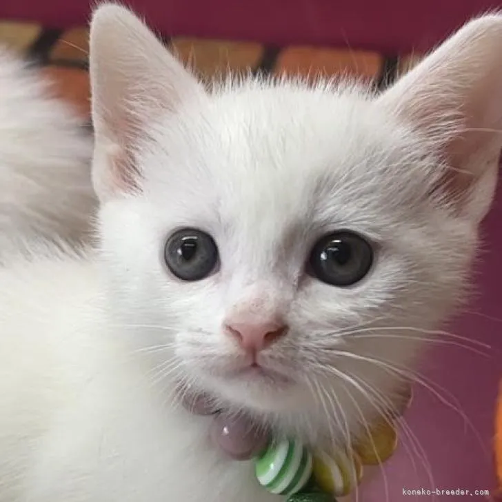A.S 様のお迎えした子猫