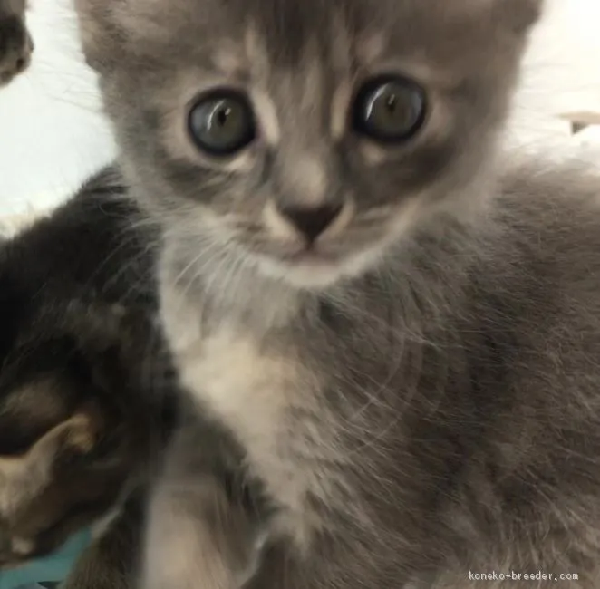 ID：2007-01746の子猫