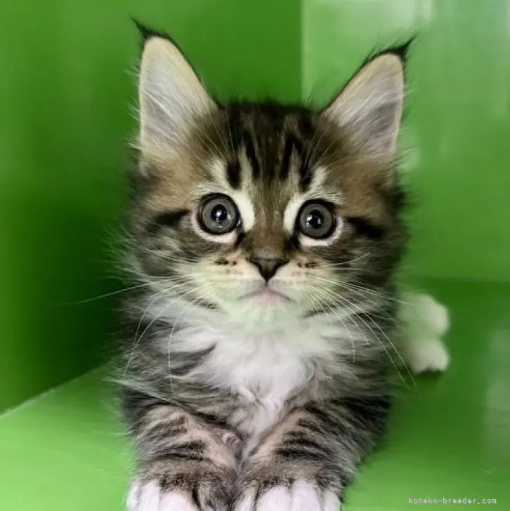 MY 様のお迎えした子猫