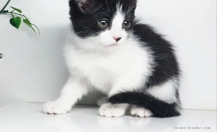 ほっしー 様のお迎えした子猫