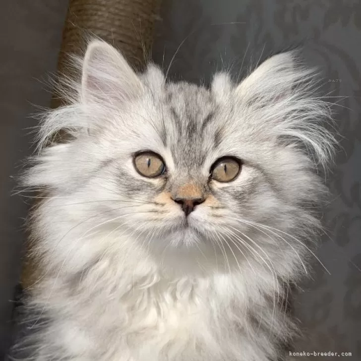 ID：2312-00429の子猫