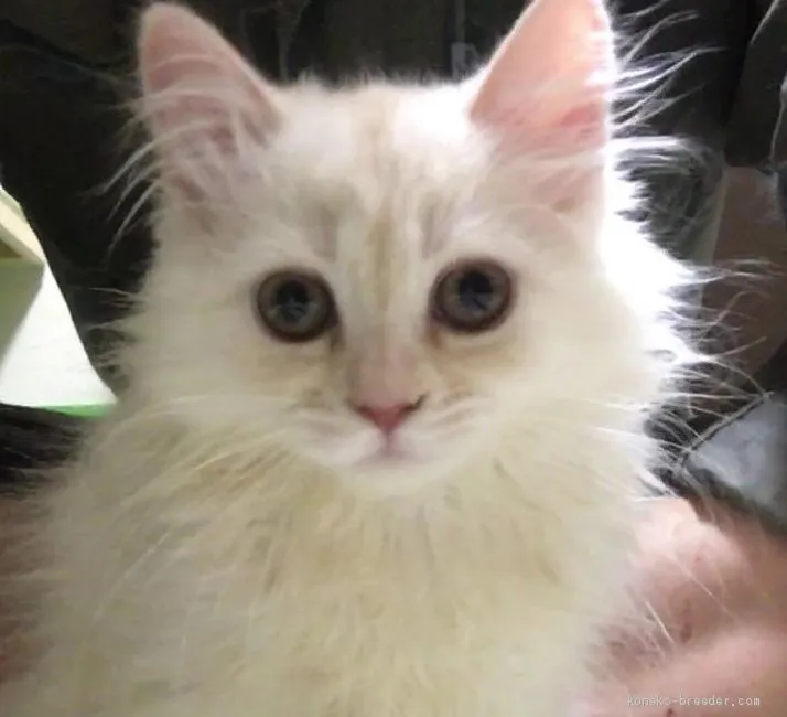 ID：2006-01321の子猫