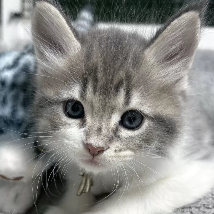 ID:2404-01240の子猫