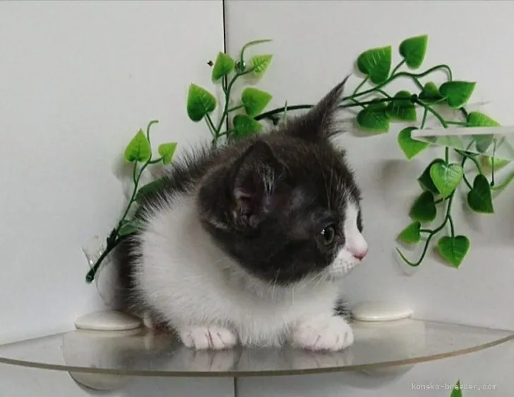 ID：2003-00063の子猫