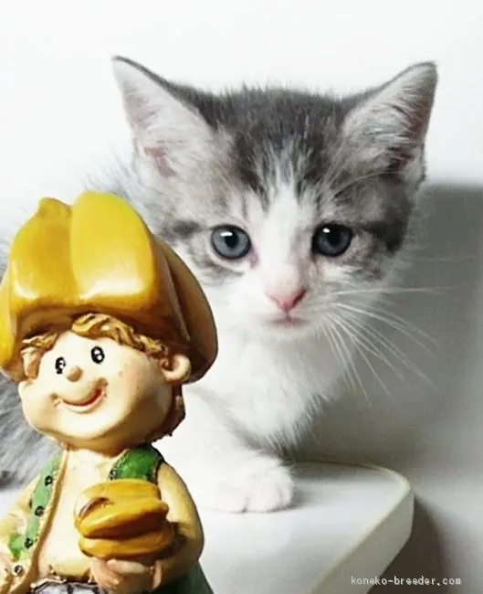 rairan 様のお迎えした子猫