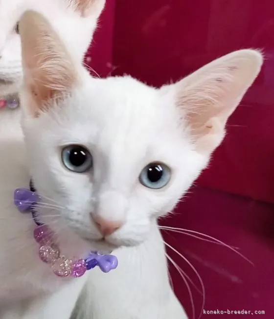 ID:2211-01953の子猫