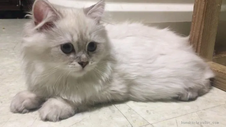 M ayu 様のお迎えした子猫