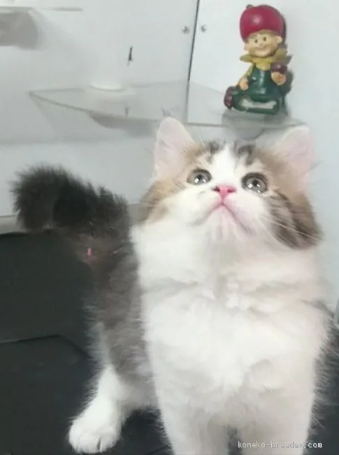 エリ 様のお迎えした子猫