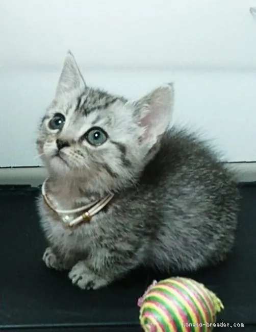 ID：2010-01403の子猫