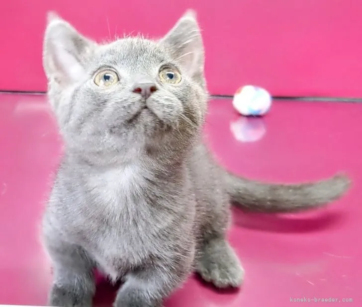 ID：2108-02194の子猫