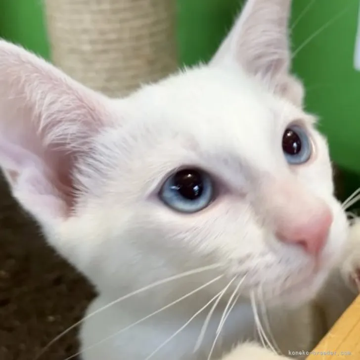 まあちゃん 様のお迎えした子猫