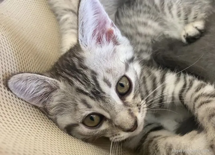 ID：2105-01057の子猫