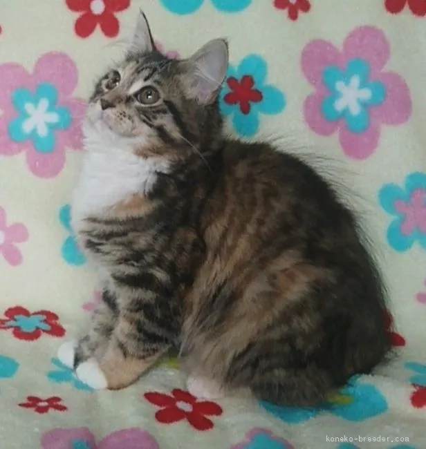 K.N 様のお迎えした子猫