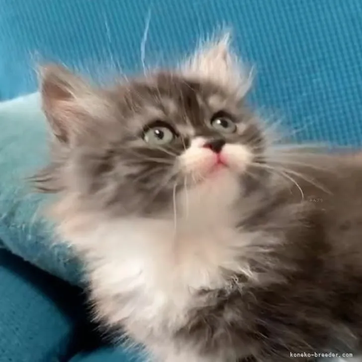 ID:2312-00428の子猫