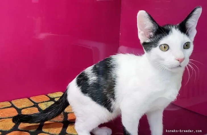 ID：2207-00286の子猫