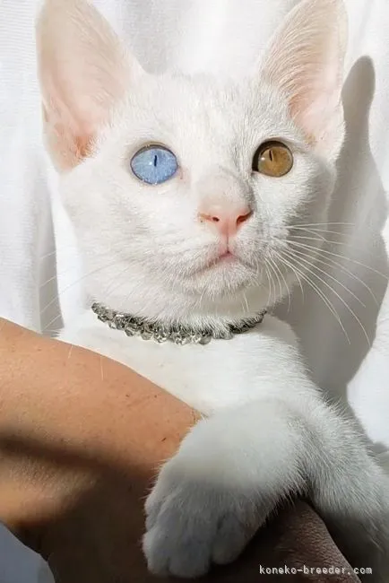 大福 様のお迎えした子猫